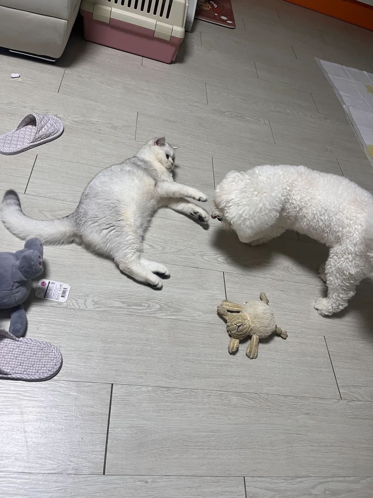 피드이미지
